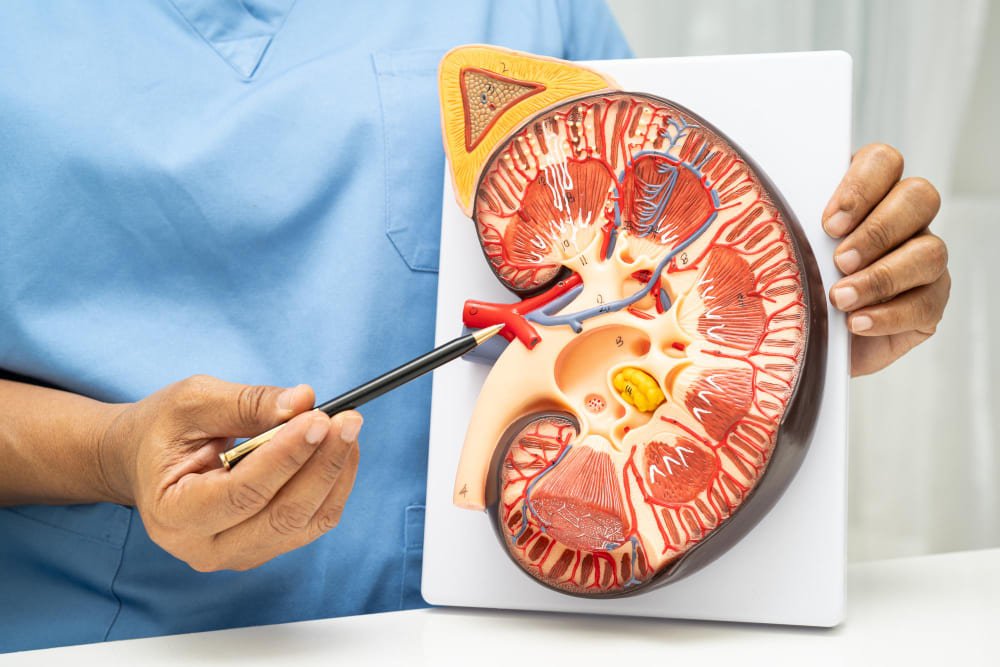 عملية توسيع شرايين الكلى بالأشعة التداخلية